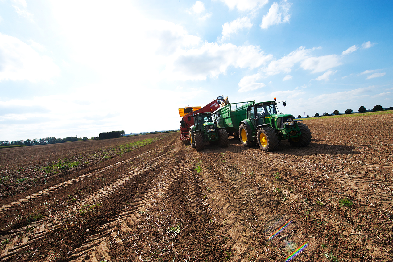 Kartoffelfeld mit Traktor bei Ernte